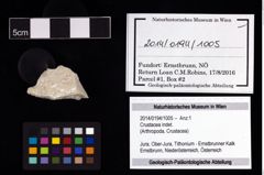 Foto (Objekt + Etikett) von Crustacea indet.  (NHMW-GEO-2014-0194-1005)